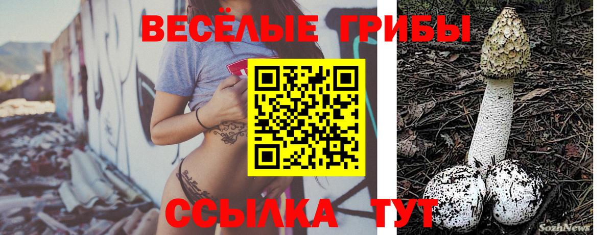 где можно купить наркотик  Вход с VPN  Вологда  Псилоцибиновые грибы GOLDEN TEACHER 